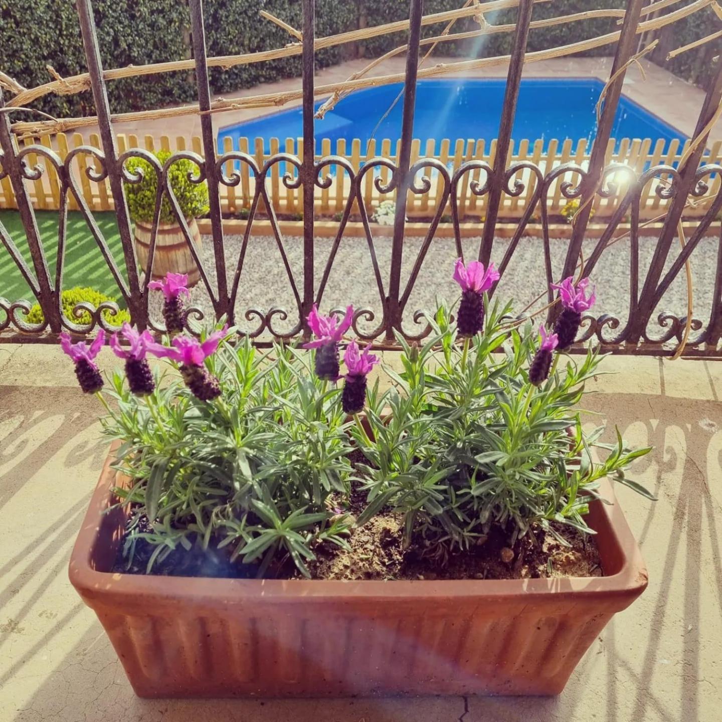 Casa con piscina privada en Gualta, CAN BLAY Exterior foto